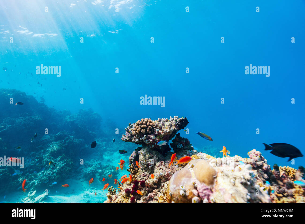 Colorata bellissima scogliera di corallo e pesce tropicale sott'acqua di Maldive Foto Stock