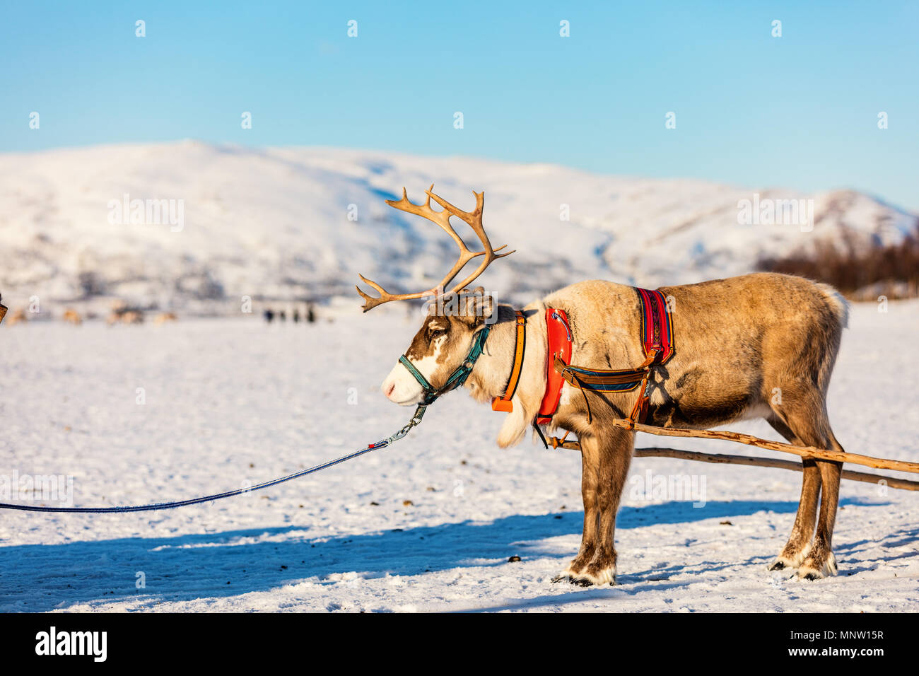 Close up di renne tirando una slitta Norvegia settentrionale sulla soleggiata giornata invernale Foto Stock