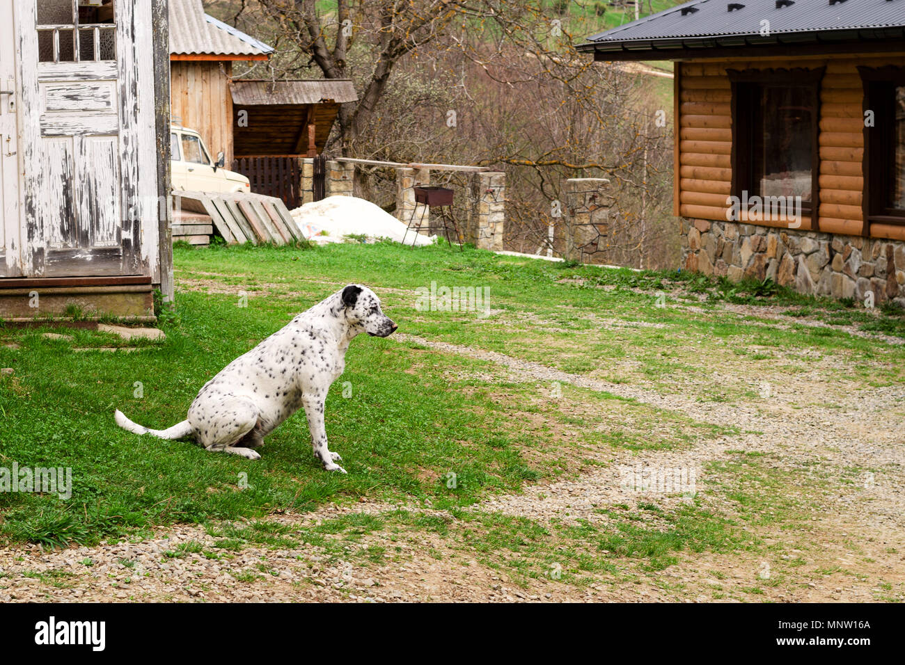 Cane dalmata è seduta e appoggio sull'erba in una giornata di sole in cantiere. All'esterno ritratto di gravi cane dalmata. Close-up. Foto Stock