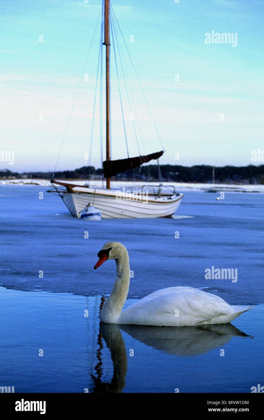Inverno Swan - un Cigno in Round Cove, Harwich, Massachusetts, STATI UNITI D'AMERICA, a Cape Cod Foto Stock
