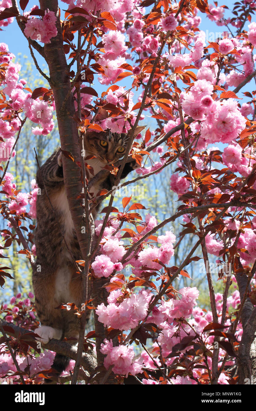 Giovani tabby cat il peering fuori da un albero ciliegio aveva scalato Foto Stock