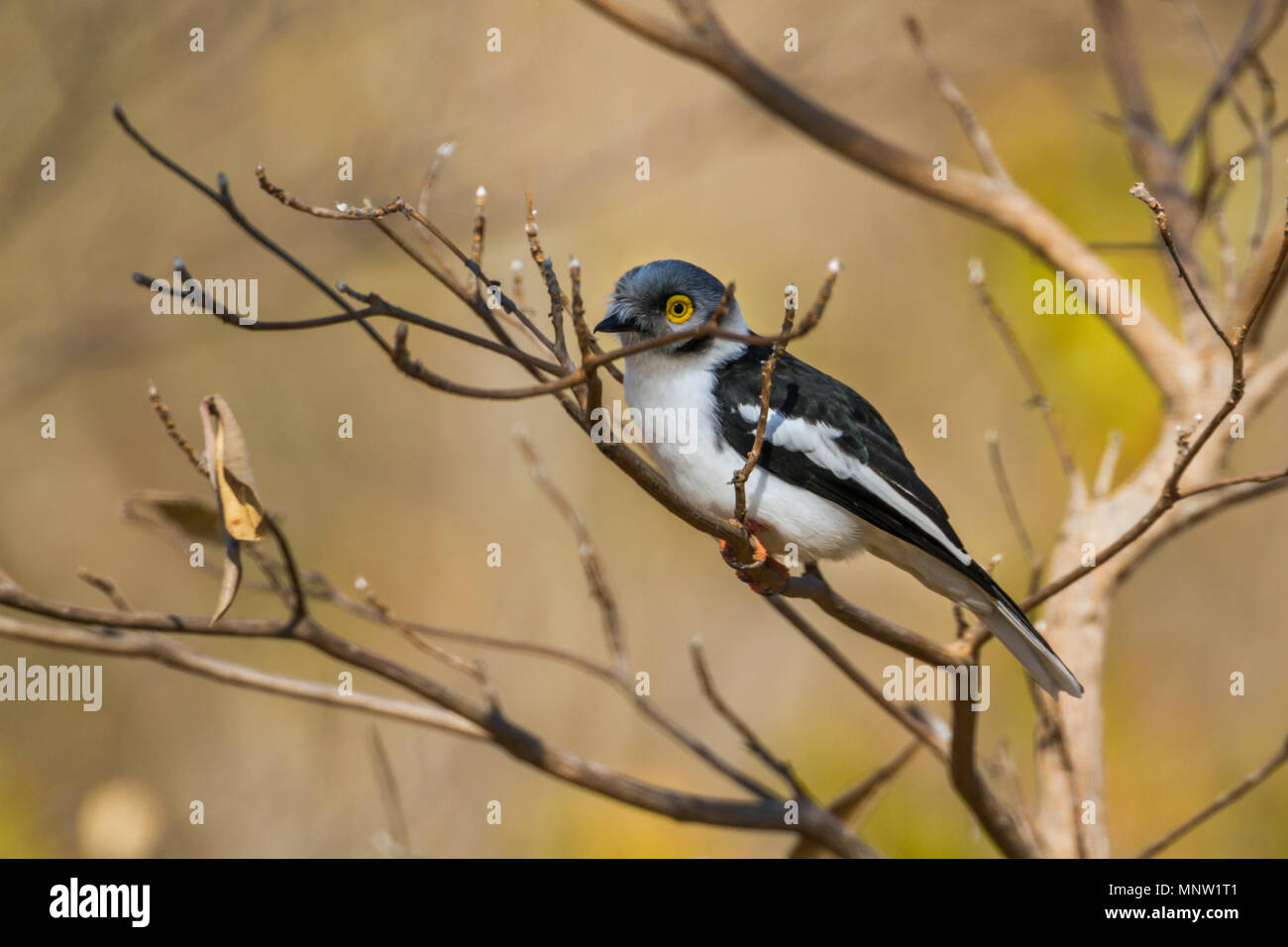 Helmetshrike bianco nel parco nazionale di Kruger, Sud Africa ; Specie Prionops plumatus famiglia di Vangidae Foto Stock