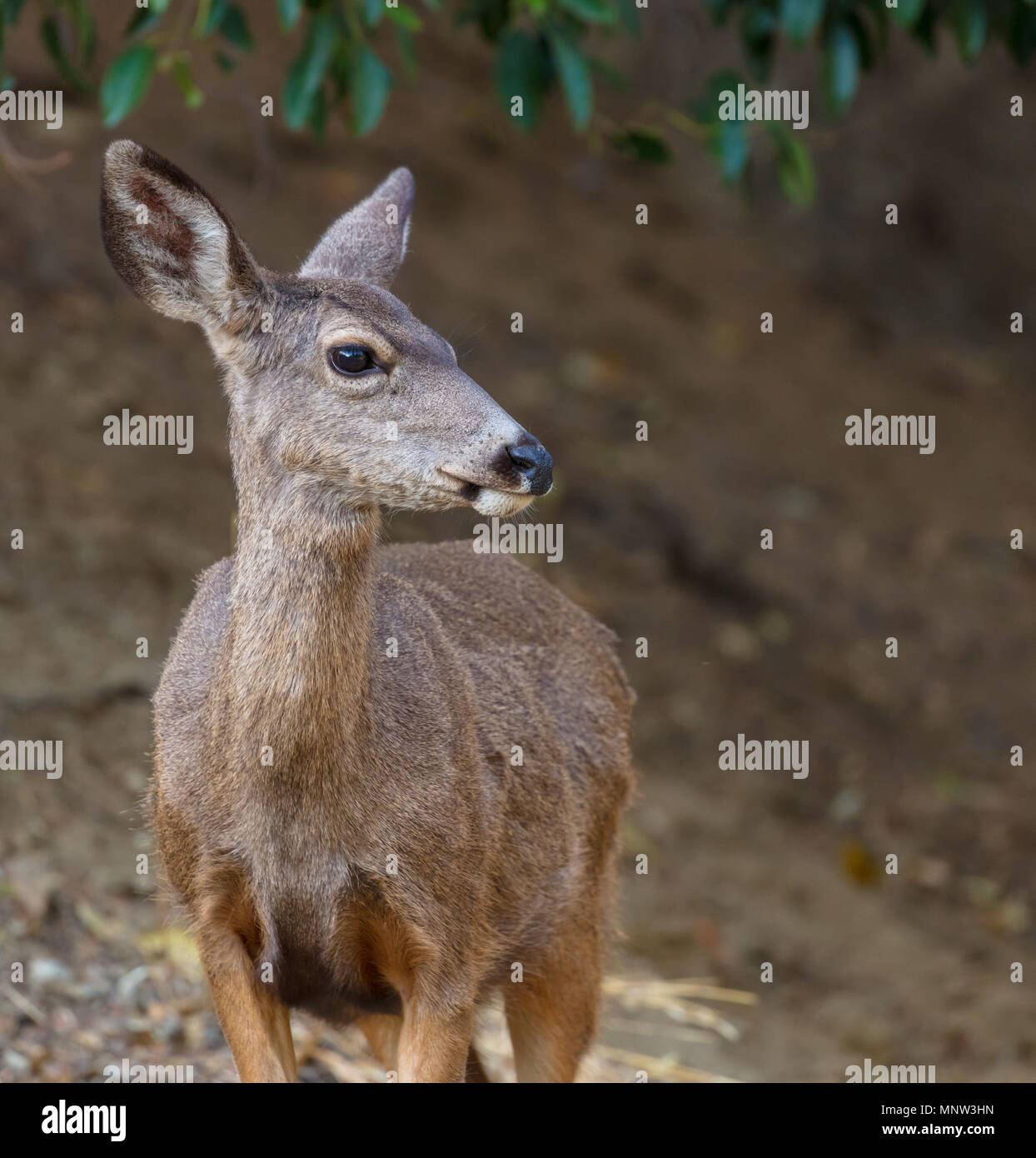 Doe un cervo Foto Stock