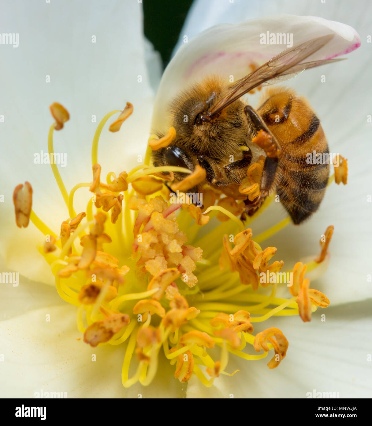 Bee impollinare un fiore bianco Foto Stock