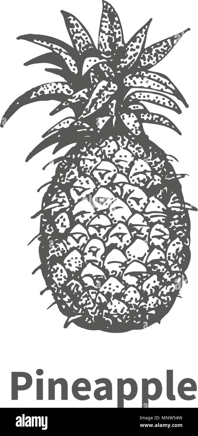 Illustrazione Vettoriale disegnati a mano ananas Illustrazione Vettoriale