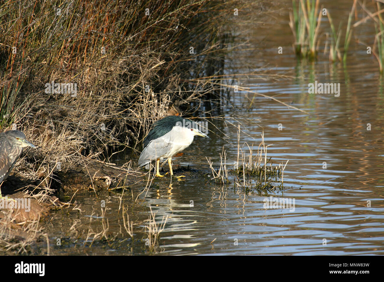 La nitticora,Nycticorax nycticorax o nero-capped nitticora. Delta del Llobregat parco naturale. Barcellona. La Catalogna, Spagna Foto Stock