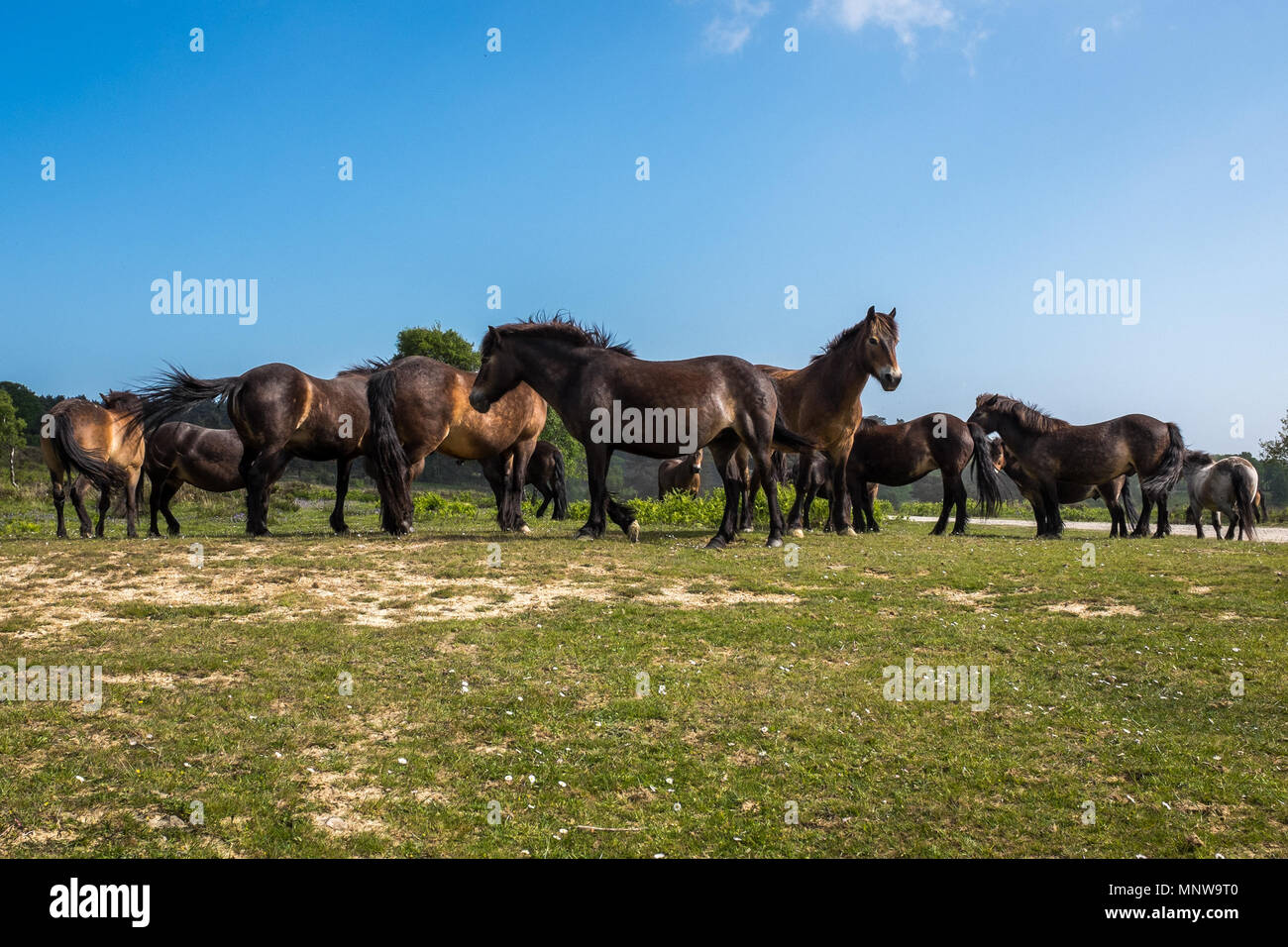 Un gruppo di cavalli selvaggi vagano per Ashdown Forest, Sussex, Inghilterra Foto Stock