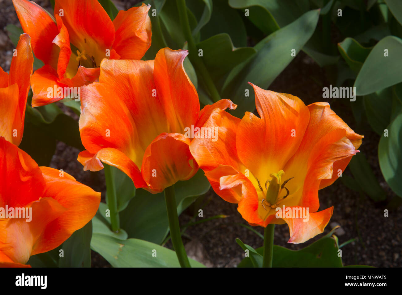 Tulip fiori, chiudere la vista. Foto Stock