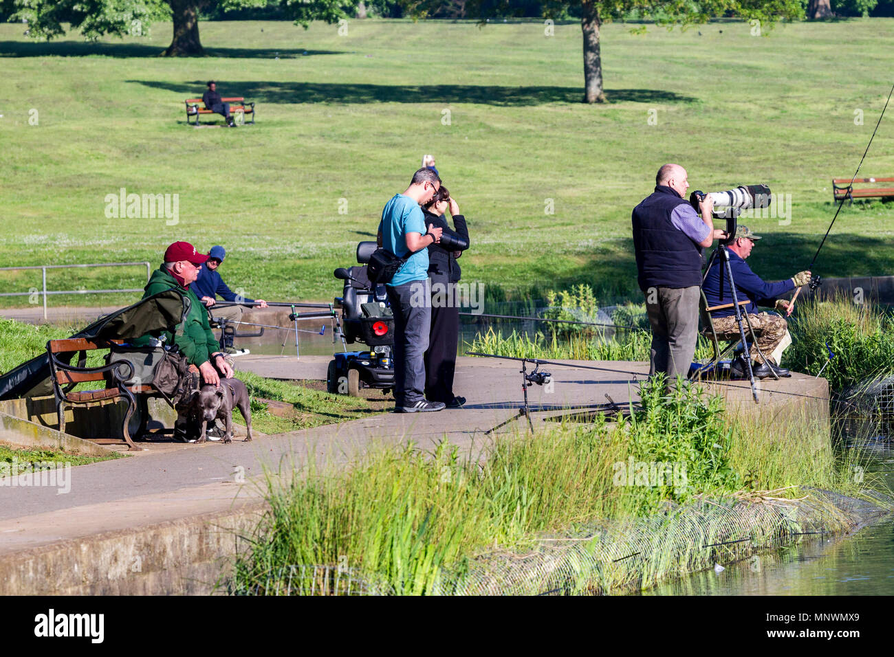 Northampton. U.K. Il 20 maggio 2018. Airone cenerino. Ardea cinerea (Ardeidi) sul nido in Abington Park, Northampton. con fotografi fuori presto questa mattina pbotographing i pulcini sul nido in buone condizioni meteorologiche. I pescatori locali non sono più felice con i fotografi e aironi. Credito: Keith J Smith./Alamy Live News Foto Stock