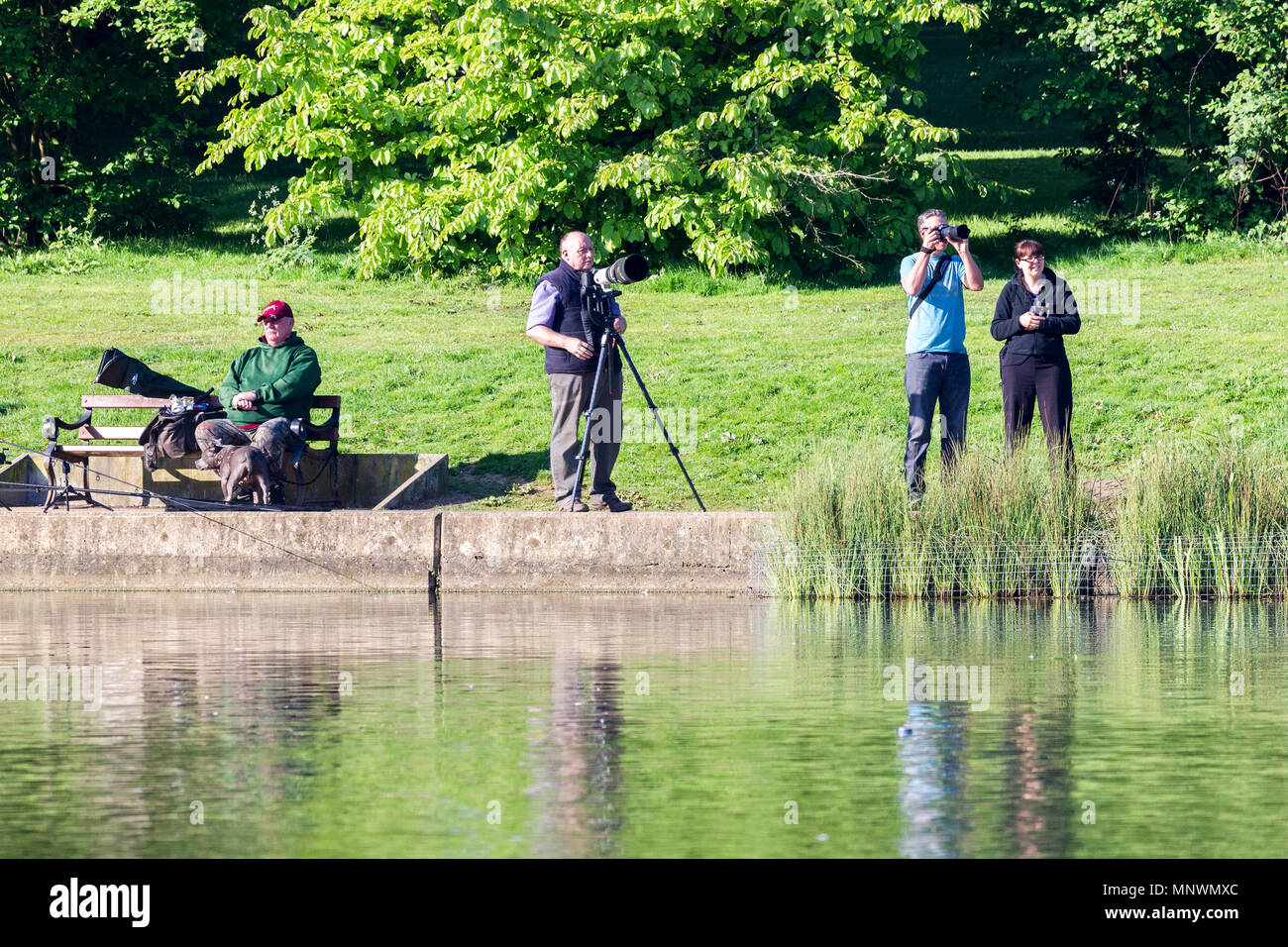 Northampton. U.K. Il 20 maggio 2018. Airone cenerino. Ardea cinerea (Ardeidi) sul nido in Abington Park, Northampton. con fotografi fuori presto questa mattina pbotographing i pulcini sul nido in buone condizioni meteorologiche. I pescatori locali non sono più felice con i fotografi e aironi. Credito: Keith J Smith./Alamy Live News Foto Stock