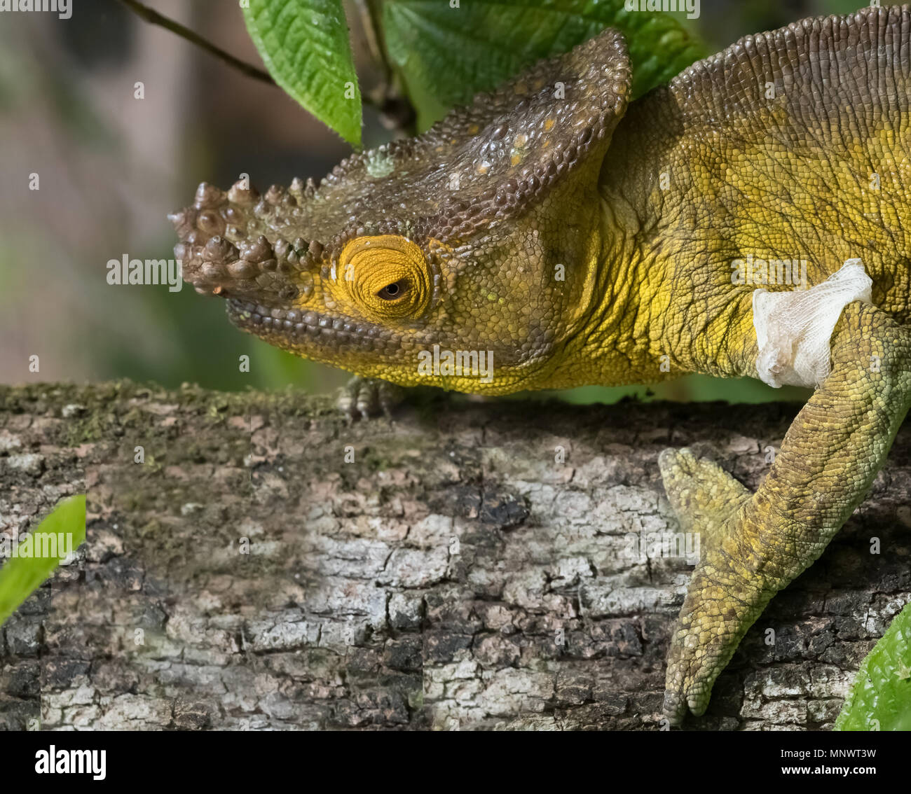 Chameleon nelle foreste vergini dell'Andasibe National Park, Est del Madagascar Foto Stock