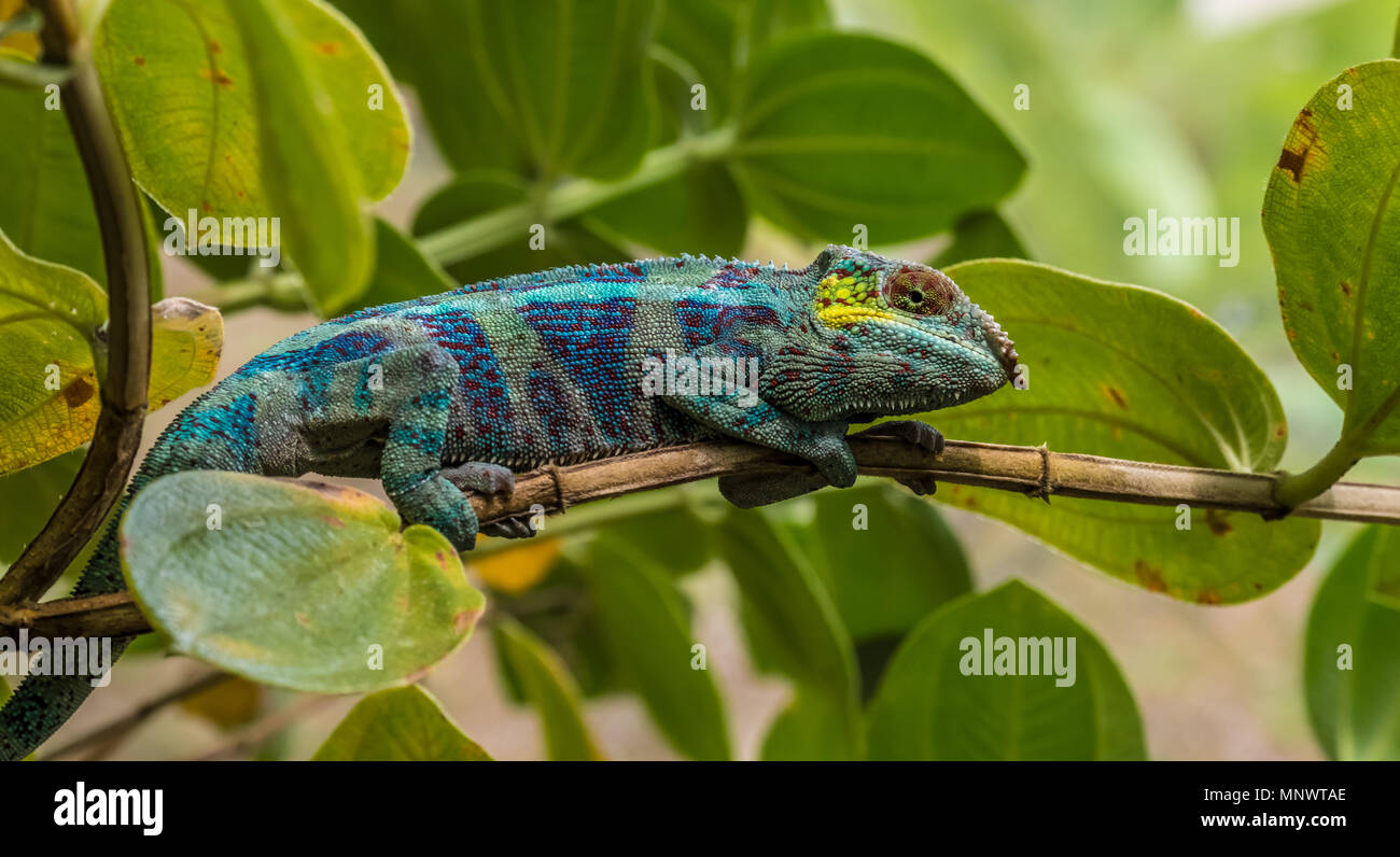 Chameleon nelle foreste vergini dell'Andasibe National Park, Est del Madagascar Foto Stock