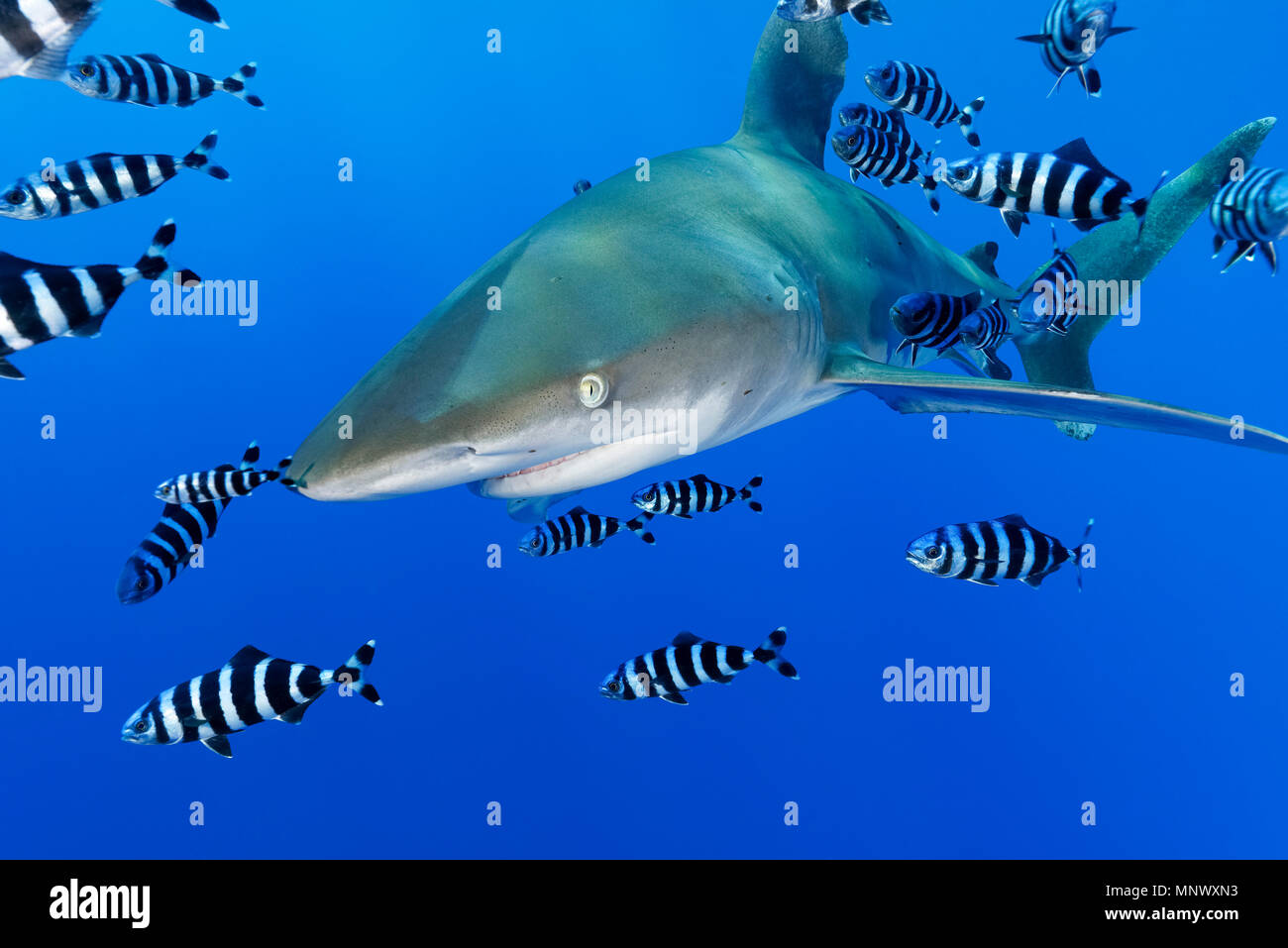 Lo squalo longimano, Carcharhinus longimanus, con pesce pilota, Naucrates raschiatore, Daedalus Reef, Egitto, Mar Rosso, Oceano Indiano Foto Stock