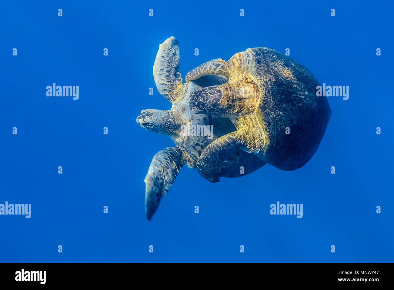 Tartaruga Verde, Chelonia Mydas, coppia, accoppiamento, specie in via di estinzione, Wadi Gimal, Marsa Alam, Egitto, Mar Rosso, Oceano Indiano Foto Stock