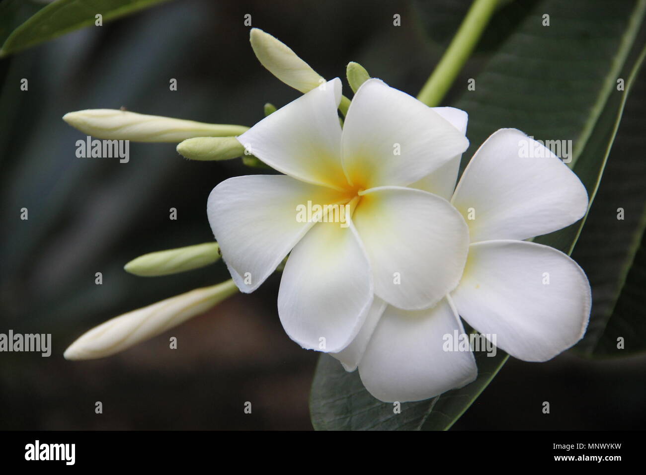 Bianco perfetto plumeria fiori in un giardino per motivi di Marriott Phuket Beach Club sul Panwa Beach in Thailandia. Foto Stock