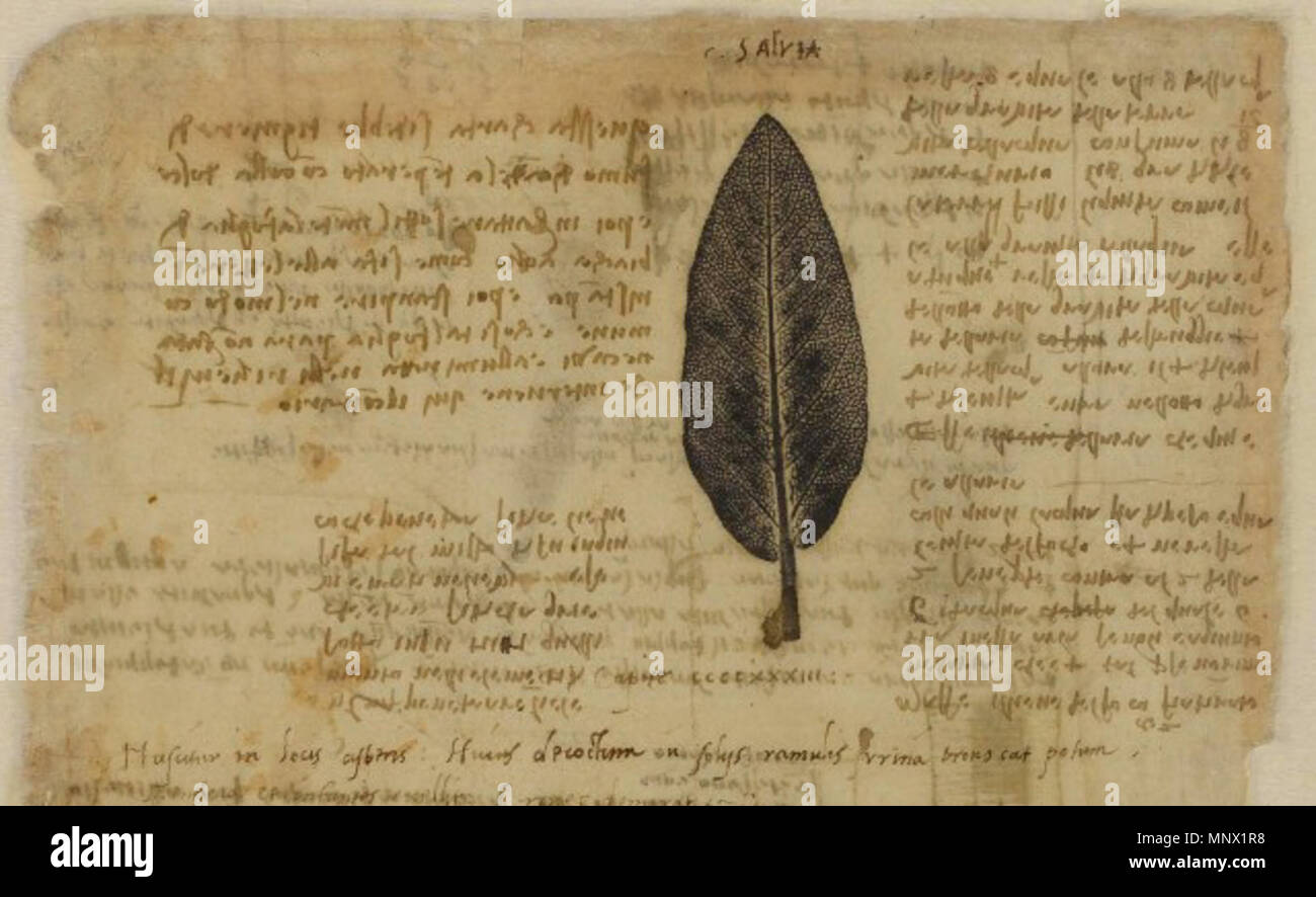 Inglese: Natura della stampa di una foglia di salvia, con testo in  scrittura a specchio, Leonardo da Vinci, Codex Atlanticus, capitolo IX, f.  616, tra il 1478 e il 1519 .
