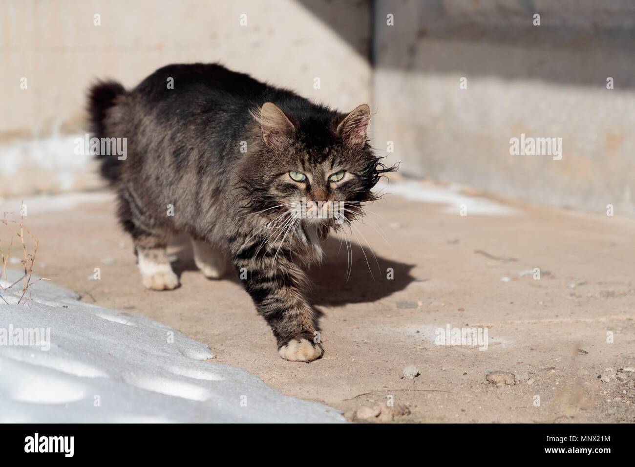 Torturato e fiacca cat passeggiate terra vicino la neve Foto Stock