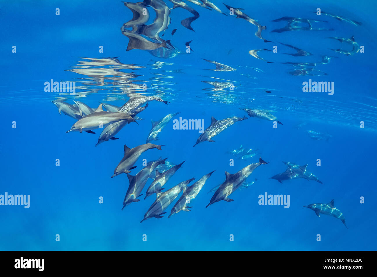 Longsnouted Spinner il Delfino Stenella longirostris, scuola di delfini nel parco Nazionale di Wadi Gimal, Marsa Alam, Mar Rosso, Egitto Foto Stock