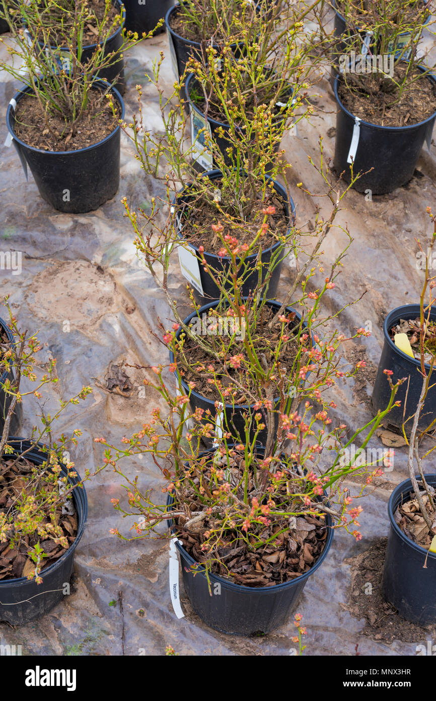 Varietà di highbush mirtillo piante che crescono in un vivaio. Foto Stock
