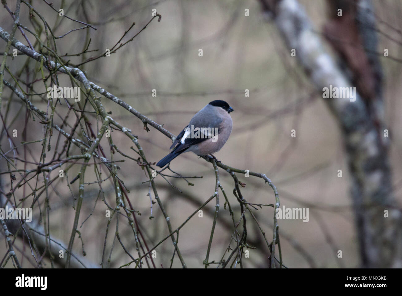 Bullfinch siede su un ramo di un albero secco Foto Stock