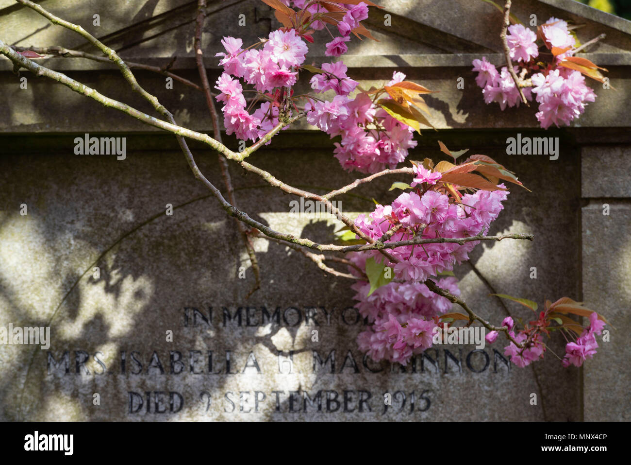 Molla di rosa Blossom oscura la parte di una lapide nel cimitero Allenvale in Aberdeen, Scozia Foto Stock