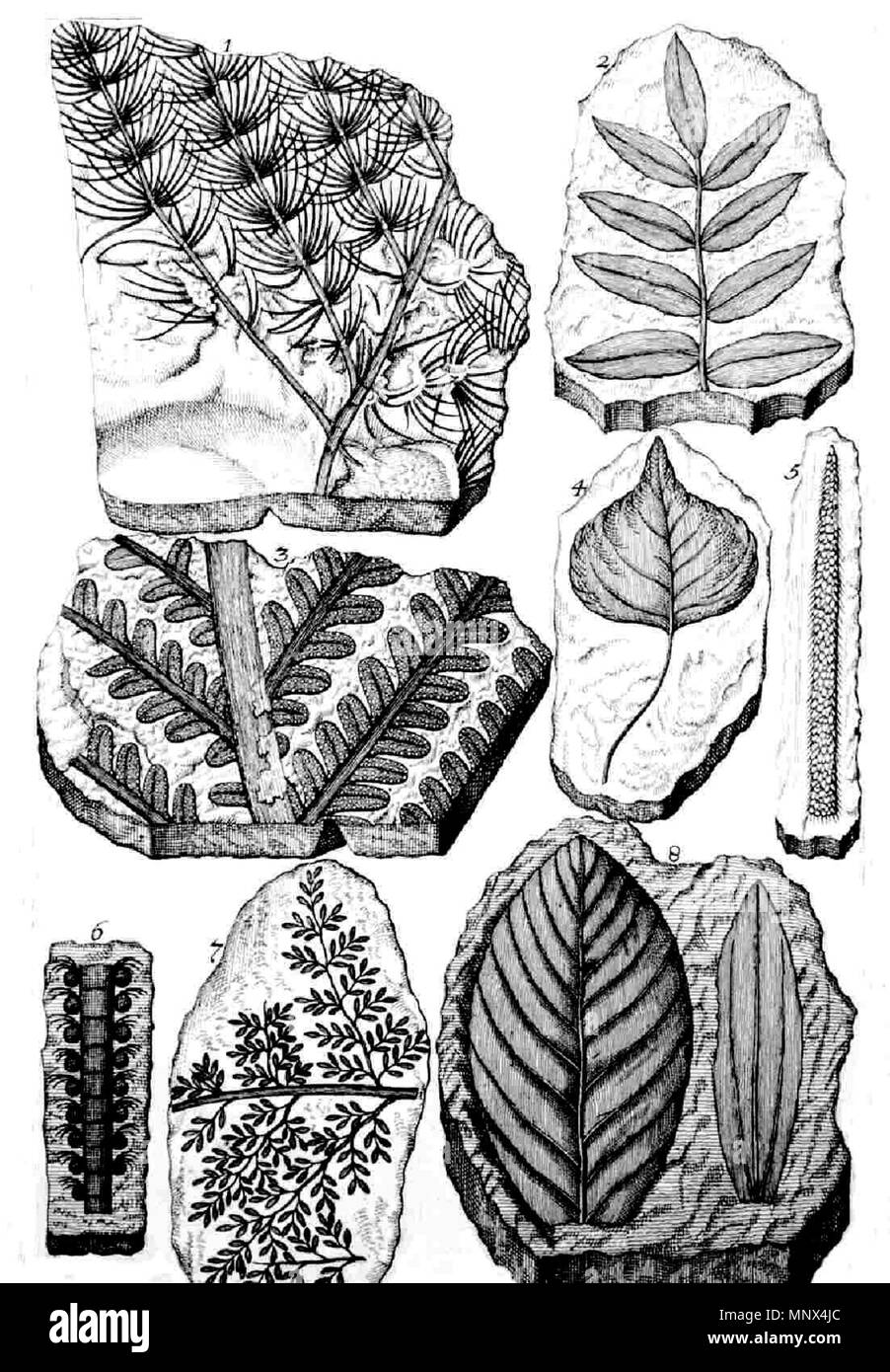 . Deutsch: botanische Zeichnungen (aus seinem erbario deluvianum) . 1709. Johann Jakob Scheuchzer (1672-1733) nomi alternativi J.J.Scheuchzer Descrizione Swiss medico e naturalista Data di nascita e morte 2 Agosto 1672 23 Giugno 1733 Luogo di nascita e morte Zürich Zürich competente controllo : Q123900 VIAF: 49308476 ISNI: 0000 0000 8127 6914 LCCN: N83052711 Botanico: J.J.Scheuchzer GND: 118607308 WorldCat 1099 Scheuchzer bot Foto Stock