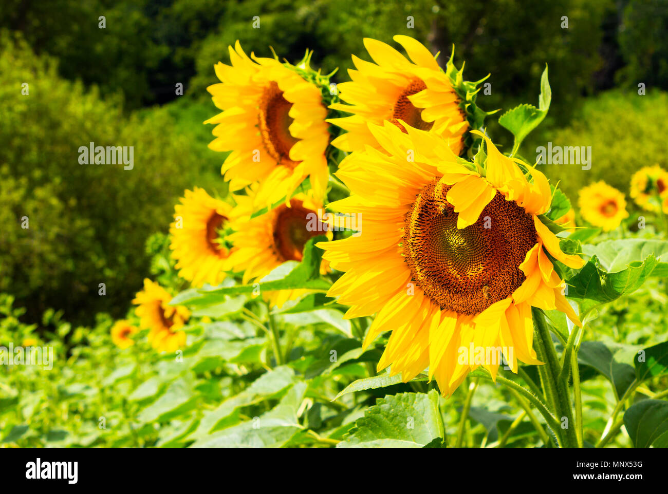 Campo di semi di girasole in montagna. incantevole sfondo agricolo in belle giornate di sole Foto Stock