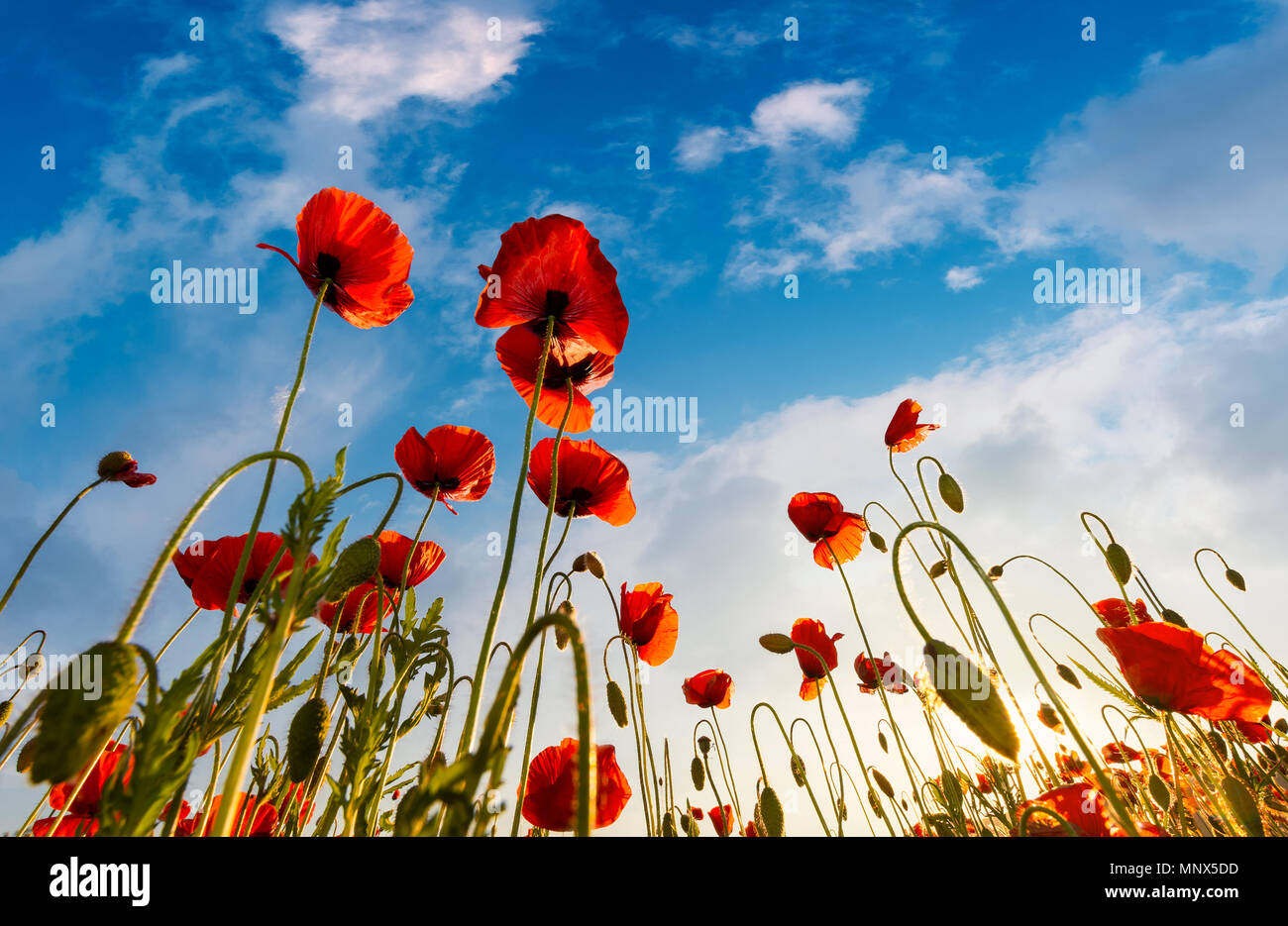Campo di rosso papaver fiore con sunburst colpo da sotto. bellissima natura sfondo contro il cielo blu Foto Stock