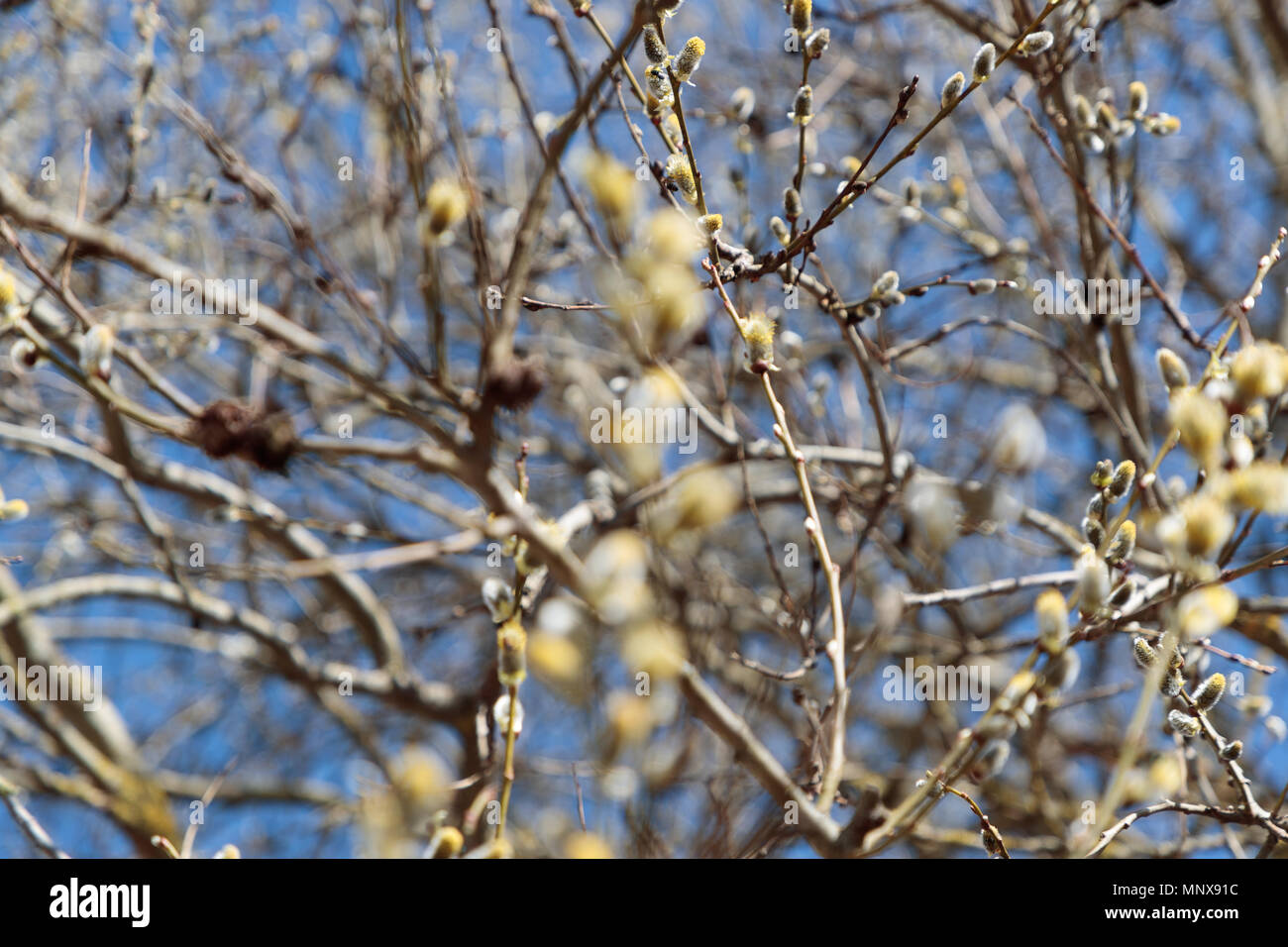 I rami di salici nella primavera nelle ore diurne Foto Stock