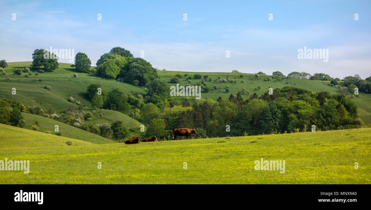 Pegsdon colline e Hoo Bit, riserva naturale in Pegsdon, Bedfordshire in Chilterns Area di straordinaria bellezza naturale Foto Stock
