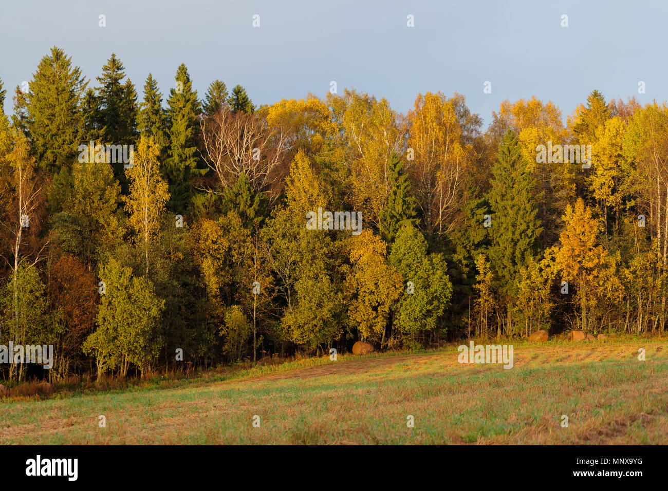Una fitta foresta e campo in primavera nelle ore diurne Foto Stock