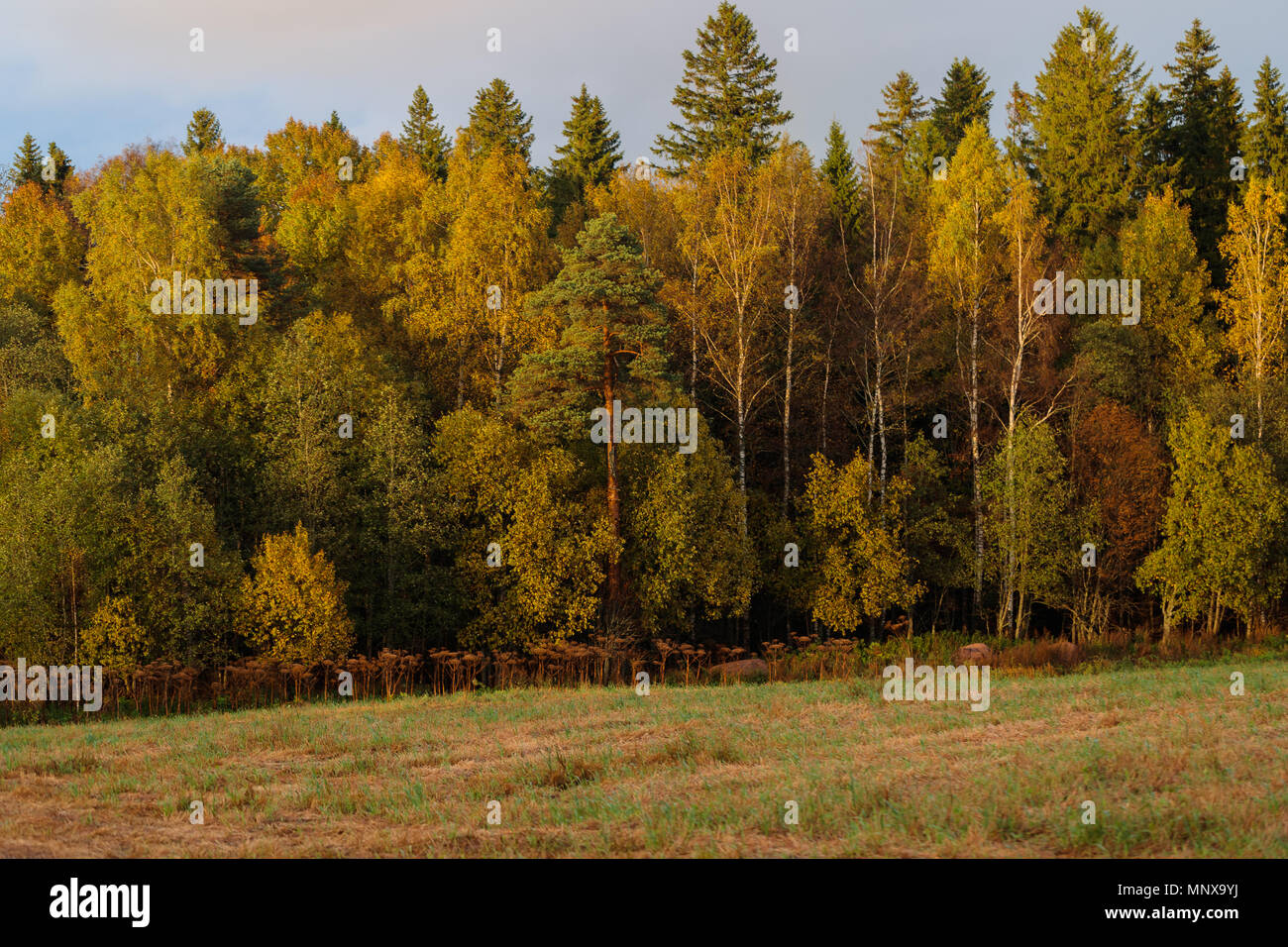 Una fitta foresta e campo in primavera nelle ore diurne Foto Stock