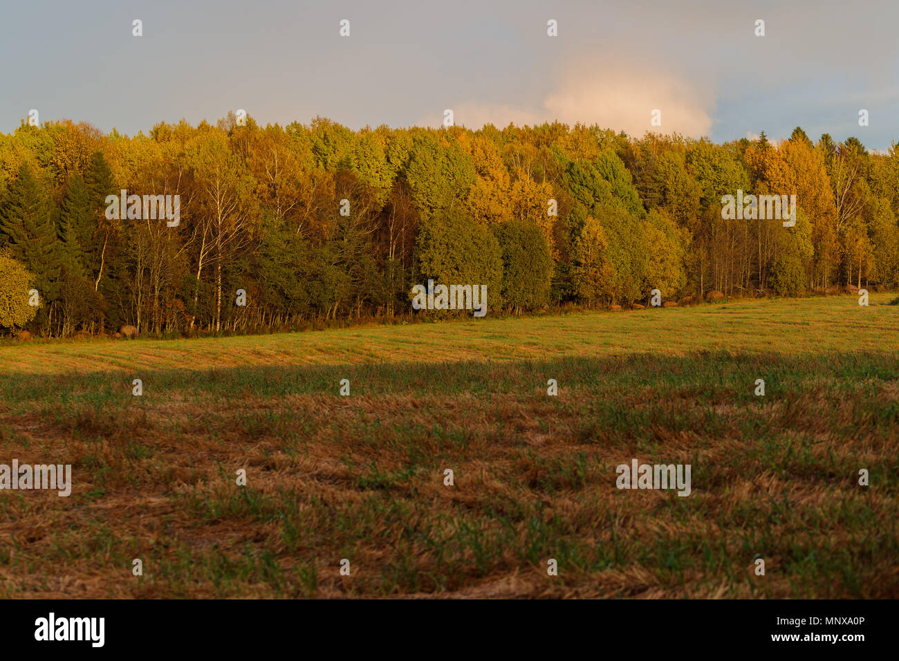 Una fitta foresta e campo in primavera nelle ore diurne Foto Stock
