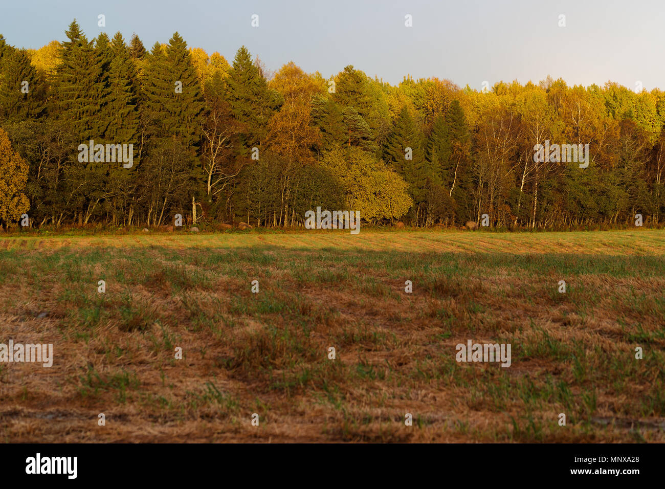 Una fitta foresta e campo in primavera nelle ore diurne Foto Stock
