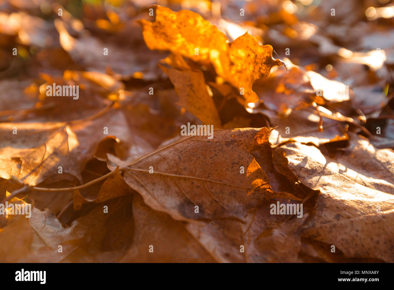 Gli alberi caduti in autunno nelle ore diurne Foto Stock