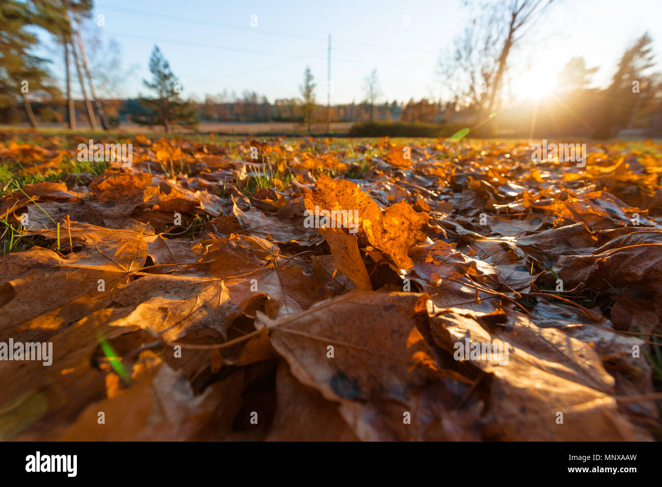 Gli alberi caduti in autunno nelle ore diurne Foto Stock