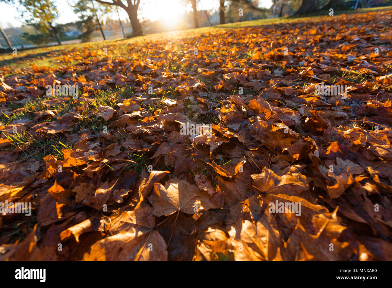 Gli alberi caduti in autunno nelle ore diurne Foto Stock