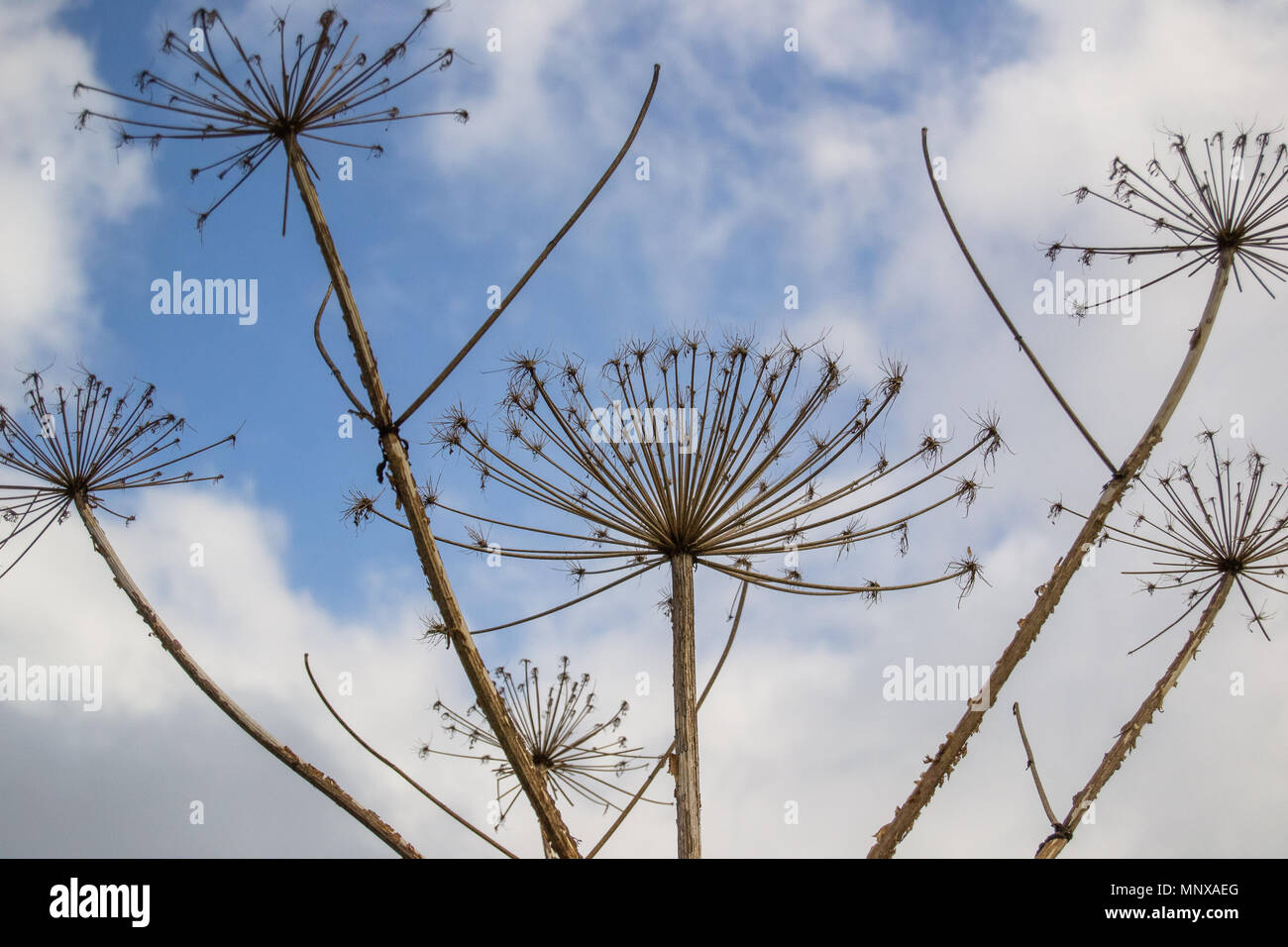 Rami secchi di un hogweed su uno sfondo con cielo Foto Stock