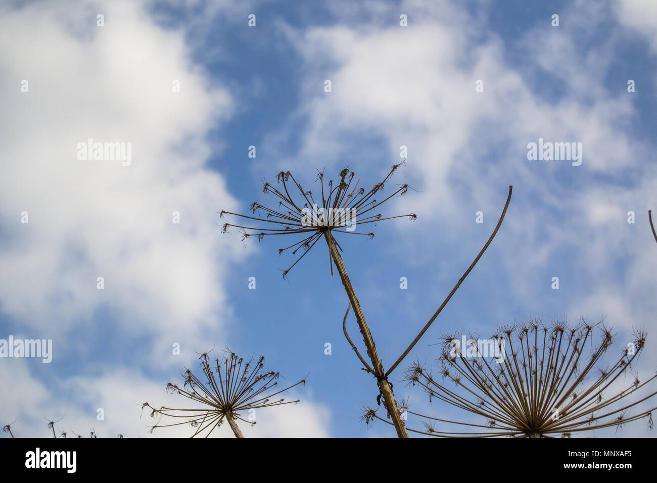Rami secchi di un hogweed su uno sfondo con cielo Foto Stock