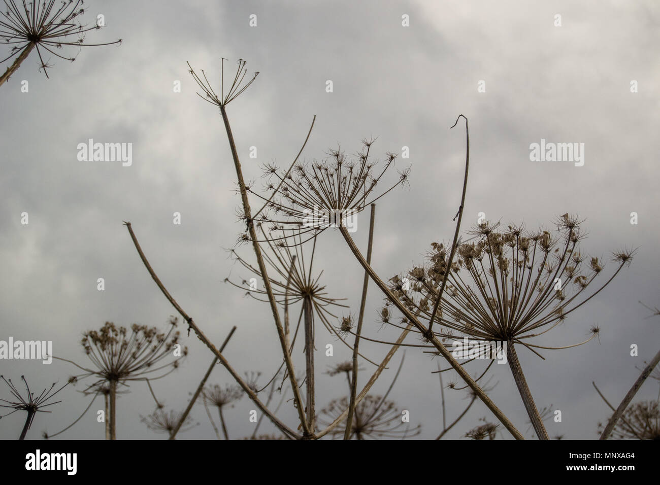 Rami secchi di un hogweed su uno sfondo con cielo Foto Stock