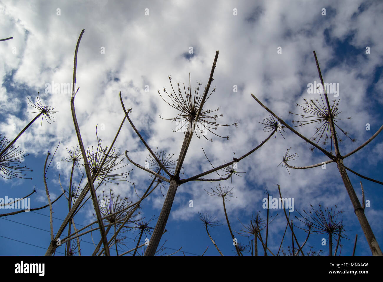 Rami secchi di un hogweed su uno sfondo con cielo Foto Stock