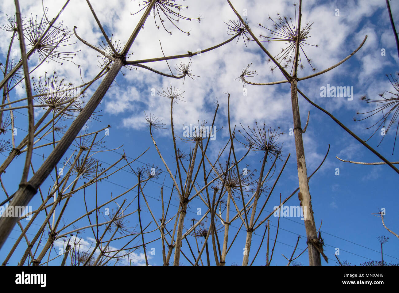 Rami secchi di un hogweed su uno sfondo con cielo Foto Stock