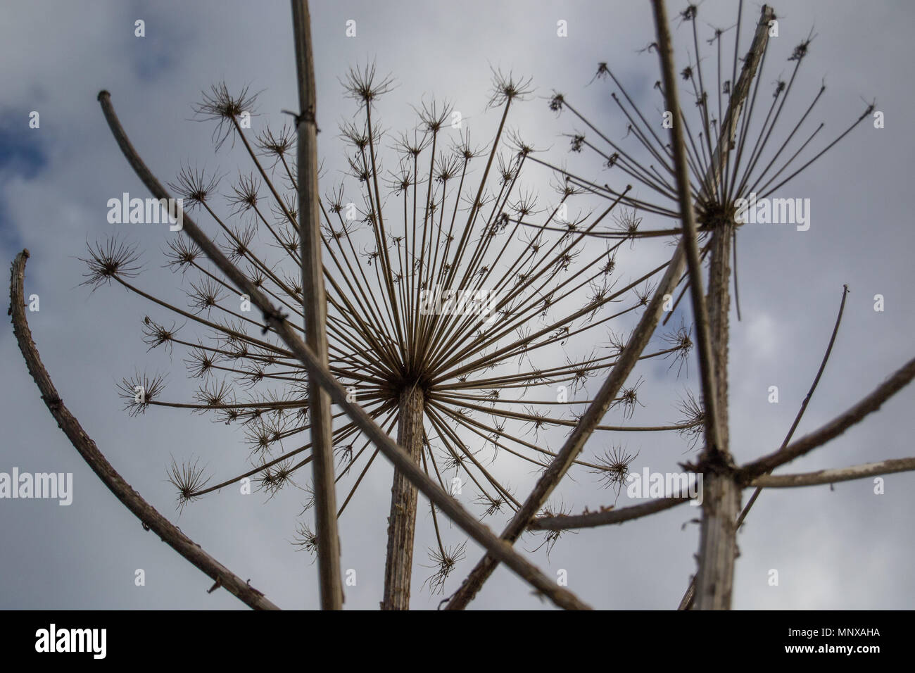 Rami secchi di un hogweed su uno sfondo con cielo Foto Stock