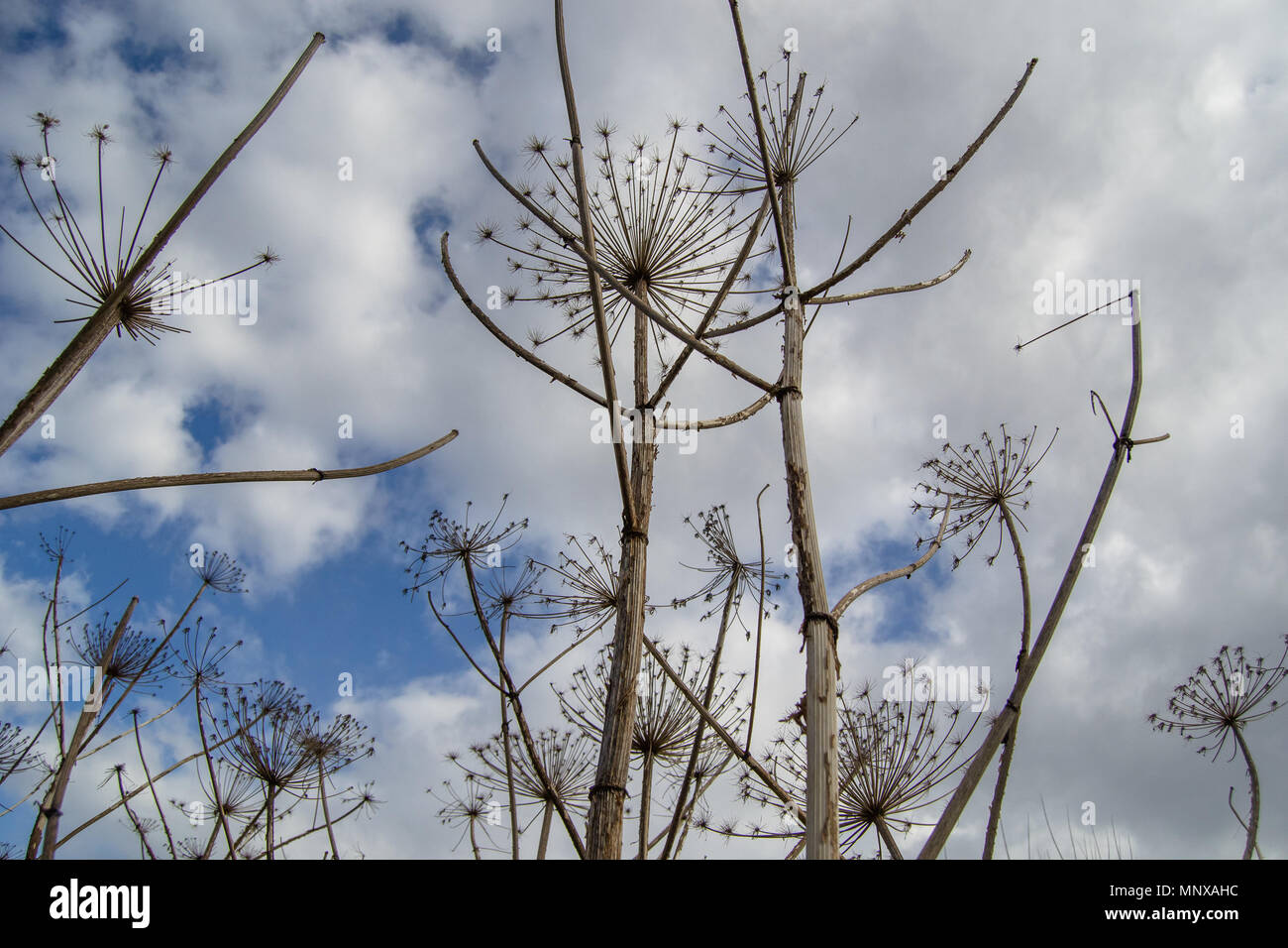 Rami secchi di un hogweed su uno sfondo con cielo Foto Stock
