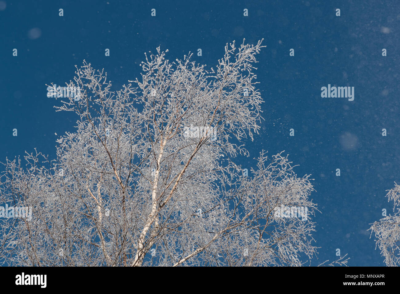 Neve sui rami contro il cielo blu Foto Stock
