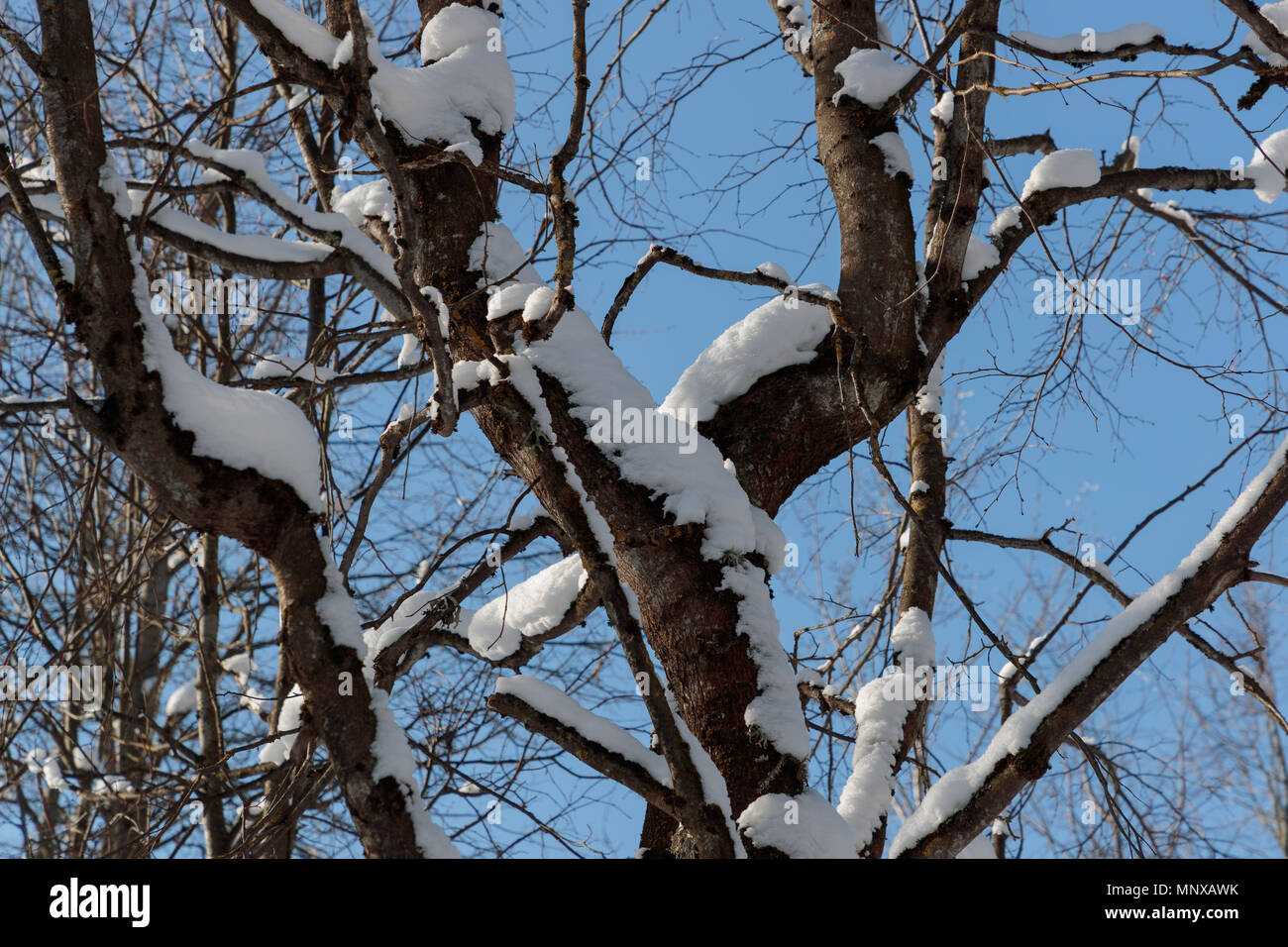 Neve sui rami contro il cielo blu Foto Stock