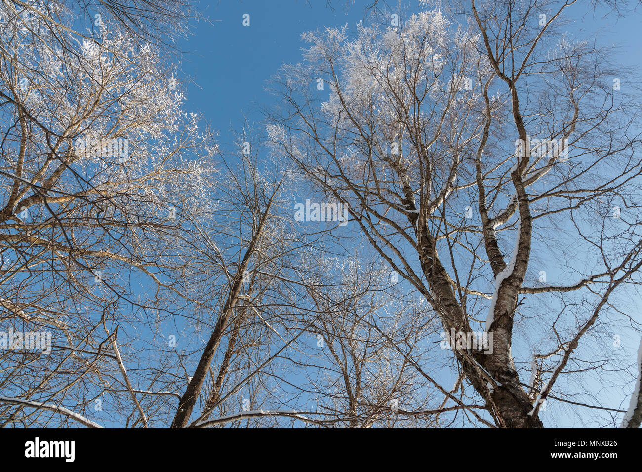 Neve sui rami contro il cielo blu Foto Stock