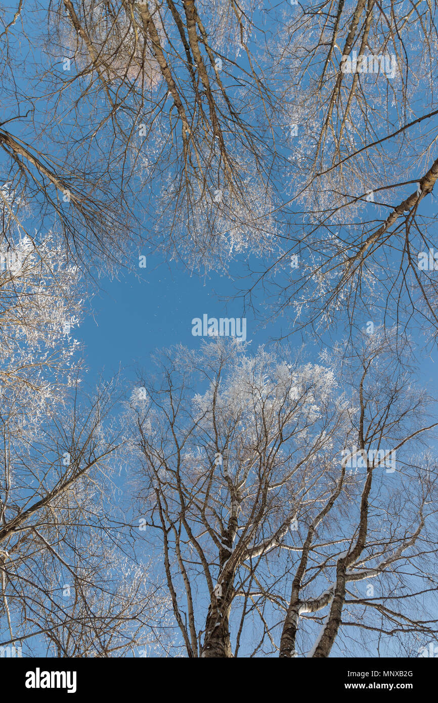 Neve sui rami contro il cielo blu Foto Stock