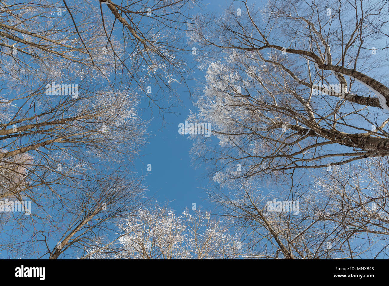 Neve sui rami contro il cielo blu Foto Stock