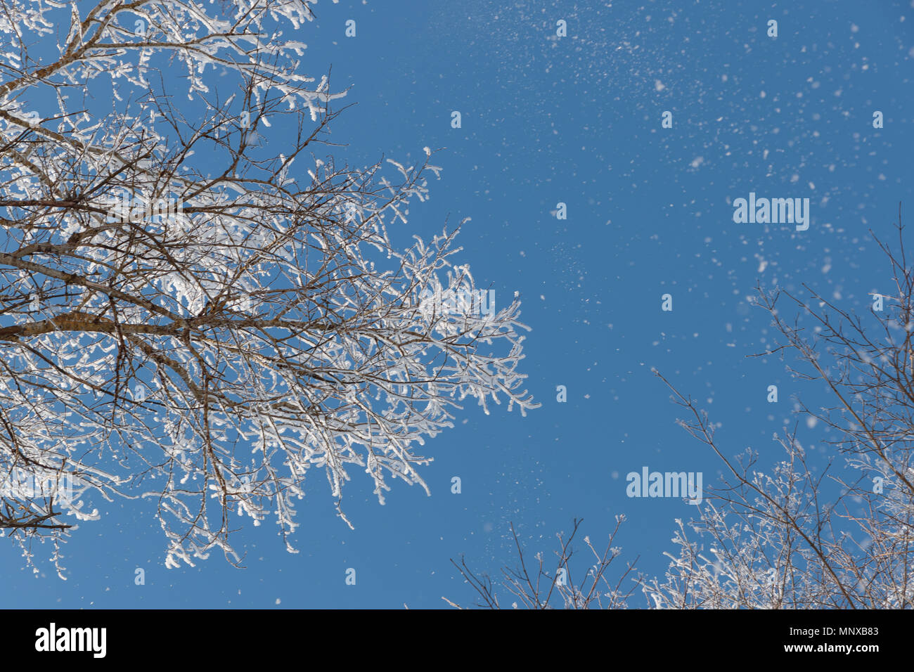 Neve sui rami contro il cielo blu Foto Stock
